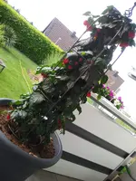 15604409543332123928734.webp