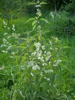 13_06_2019 (7).webp