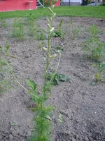 13_06_2019 (11).webp