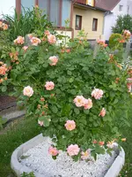 13_06_2019 (45).webp