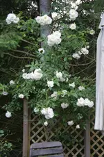 DSC07823.webp