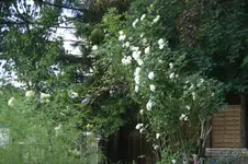 DSC07826.webp