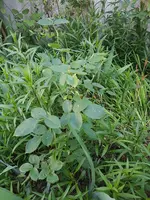 20190614_080016_resized.webp