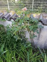 20190614_080020_resized.jpg