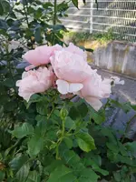 20190614_080040_resized.webp