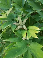 20190614_080053_resized.webp