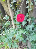 20190614_080119_resized.webp
