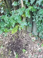 20190614_080123_resized.webp
