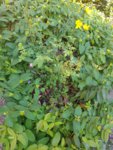 20190614_080455_resized.jpg