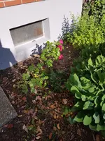 20190614_080507_resized.webp