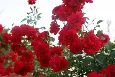 Rose Heinfels1619.webp