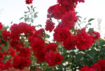 Rose Heinfels1619.JPG