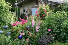 Juni  3219.webp