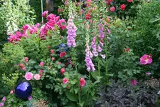 Juni  3319.webp