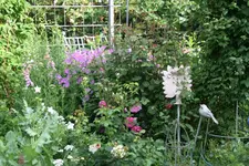 Juni  3419.webp