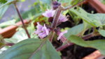 20190614_083126.jpg
