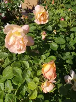 IMG_20190612_175050.webp