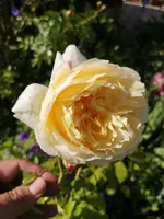 IMG_20190612_175103.webp