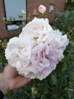 IMG_20190613_200248.webp