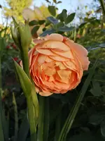 IMG_20190613_200319.webp