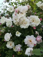 IMG_20190613_200335.webp
