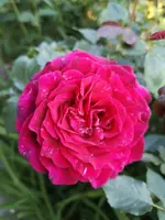 IMG_20190613_200259.webp
