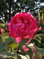 IMG_20190613_200417.webp