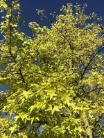 98B9416D-A4AD-4C9E-A77B-6CE0AE73C370.webp