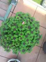 IMG-20190614-WA0013.webp