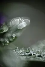 Vanilleblume.webp