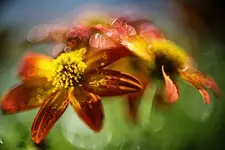 Bidens01.JPG