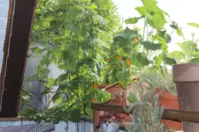 Balkon 14.06.19 2.JPG