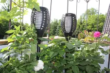 Balkon 14.06.19 3.JPG