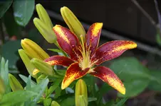 DSC07831.webp