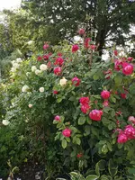 IMG_20190612_175148.webp IMG_20190612_175148.webp