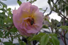IMGP3574.webp