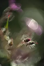 Violett01.webp