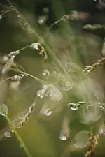 Gras05.webp