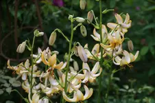 DSC07840.webp