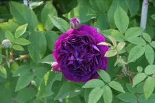 DSC07838.webp