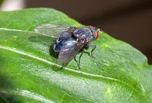 fliege.webp