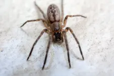 spinne.webp