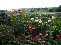 DSC00409.webp