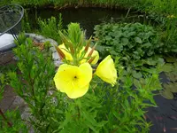 DSC00412.webp