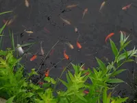 DSC00413.webp