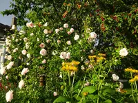 DSC00428.webp