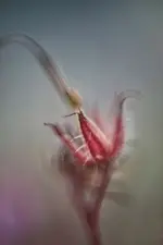 Storchschnabel.webp Storchschnabel.webp