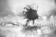 Distel01.webp Distel01.webp