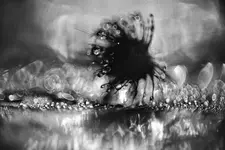 Distel02.webp Distel02.webp