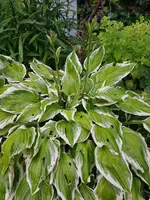 20190616_071205.webp